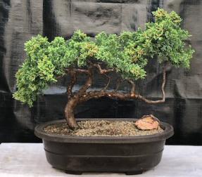 Juniper Bonsai Tree - Trained <br><i>(juniper procumbens nana)</i>