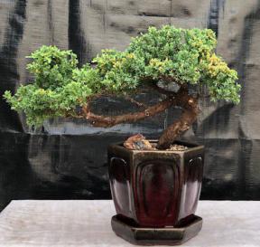 Juniper Bonsai Tree - Trained <br><i>(juniper procumbens nana)</i>