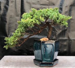 Juniper Bonsai Tree - Trained <br><i>(juniper procumbens nana)</i>