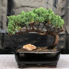 Juniper Bonsai Tree - Trained <br><i>(juniper procumbens nana)</i>