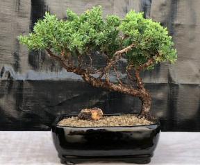 Juniper Bonsai Tree - Trained <br><i>(juniper procumbens nana)</i>