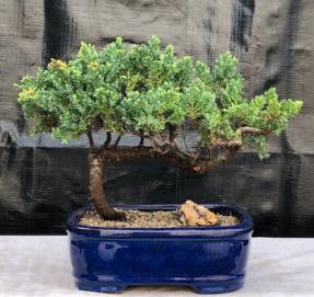 Juniper Bonsai Tree - Trained <br><i>(juniper procumbens nana)</i>