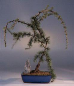 Weeping Atlas Blue Cedar Bonsai Tree<br><i>(cedrus glauca pendula)</i>