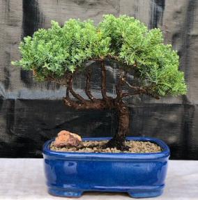 Juniper Bonsai Tree - Trained <br><i>(juniper procumbens nana)</i>