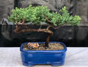 Juniper Bonsai Tree - Trained <br><i>(juniper procumbens nana)</i>