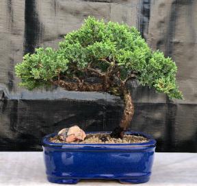 Juniper Bonsai Tree - Trained <br><i>(juniper procumbens nana)</i>