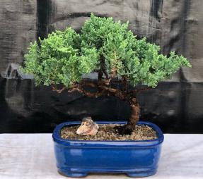 Juniper Bonsai Tree - Trained <br><i>(juniper procumbens nana)</i>