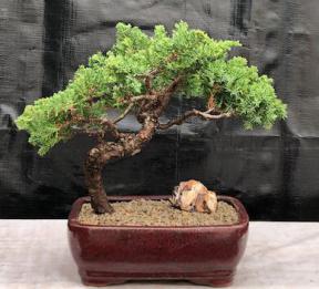 Juniper Bonsai Tree - Trained <br><i>(juniper procumbens nana)</i>