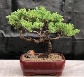 Juniper Bonsai Tree - Trained <br><i>(juniper procumbens nana)</i>