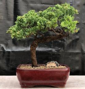 Juniper Bonsai Tree - Trained <br><i>(juniper procumbens nana)</i>