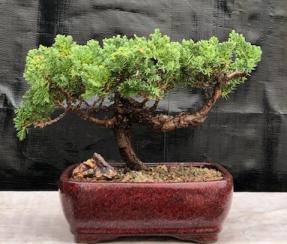 Juniper Bonsai Tree - Trained <br><i>(juniper procumbens nana)</i>