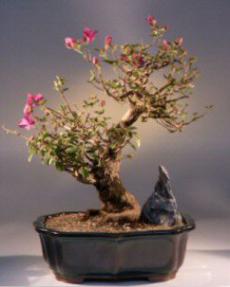 Bougainvillea<br><i>(bougainvillea 