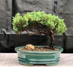 Juniper Bonsai Tree - Trained <br><i>(juniper procumbens nana)</i>