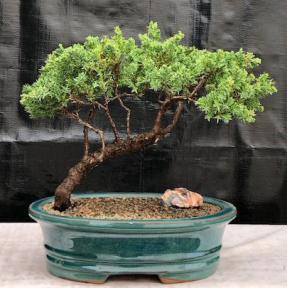 Juniper Bonsai Tree - Trained <br><i>(juniper procumbens nana)</i>