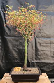 Butterfly Japanese Maple Bonsai Tree<br><i>(Acer palmatum ‘Butterfly’)