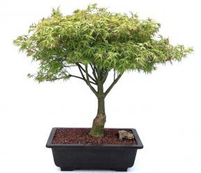 Dwarf Japanese Maple Bonsai Tree<br><i>(acer palmatum 'Capercis Dwarf')</i>