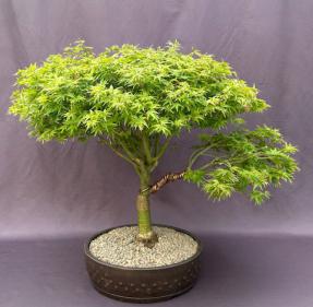 Dwarf Japanese Maple Bonsai Tree<br><i>(acer palmatum 'Capercis Dwarf')</i>