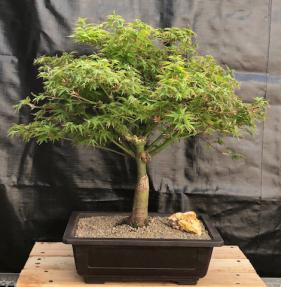 Dwarf Japanese Maple Bonsai Tree<br><i>(acer palmatum 'Capercis Dwarf')</i>