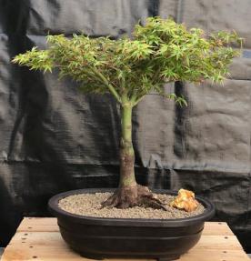 Dwarf Japanese Maple Bonsai Tree<br><i>(acer palmatum 'Capercis Dwarf')</i>