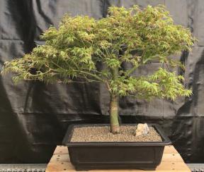 Dwarf Japanese Maple Bonsai Tree<br><i>(acer palmatum 'kiyohime yatsubusa')</i>