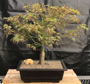 Dwarf Japanese Maple Bonsai Tree<br><i>(acer palmatum 'kiyohime yatsubusa')</i>