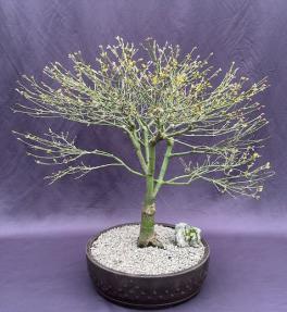 Dwarf Japanese Maple Bonsai Tree<br><i>(acer palmatum 'kiyohime yatsubusa')</i>