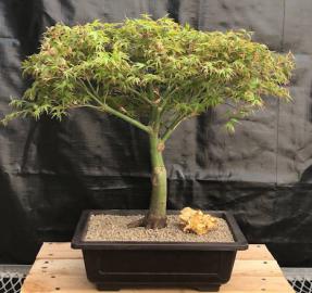 Dwarf Japanese Maple Bonsai Tree<br><i>(acer palmatum 'kiyohime yatsubusa')</i>