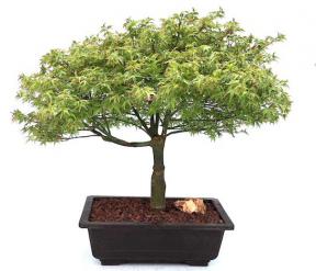 Dwarf Japanese Maple Bonsai Tree<br><i>(acer palmatum 'Capercis Dwarf')</i>