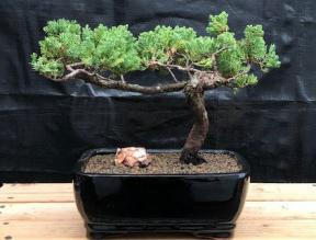 Juniper Bonsai Tree - Trained <br><i>(juniper procumbens nana)</i>