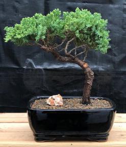 Juniper Bonsai Tree - Trained <br><i>(juniper procumbens nana)</i>