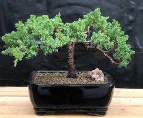 Juniper Bonsai Tree - Trained <br><i>(juniper procumbens nana)</i>