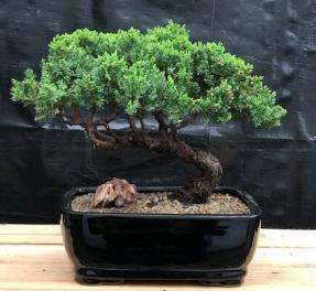 Juniper Bonsai Tree - Trained <br><i>(juniper procumbens nana)</i>