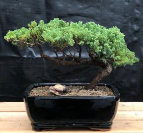 Juniper Bonsai Tree - Trained <br><i>(juniper procumbens nana)</i>