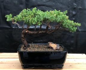 Juniper Bonsai Tree - Trained <br><i>(juniper procumbens nana)</i>