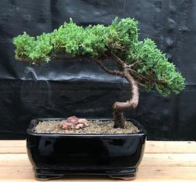 Juniper Bonsai Tree - Trained <br><i>(juniper procumbens nana)</i>