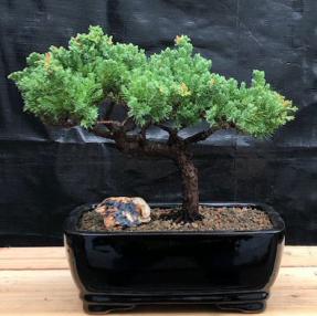 Juniper Bonsai Tree - Trained <br><i>(juniper procumbens nana)</i>