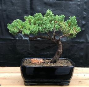 Juniper Bonsai Tree - Trained <br><i>(juniper procumbens nana)</i>