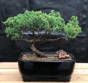 Juniper Bonsai Tree - Trained <br><i>(juniper procumbens nana)</i>