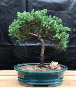 Juniper Bonsai Tree - Trained <br><i>(juniper procumbens nana)</i>