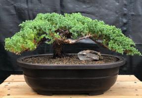 Juniper Bonsai Tree - Trained <br><i>(juniper procumbens nana)</i>