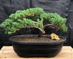 Juniper Bonsai Tree - Trained <br><i>(juniper procumbens nana)</i>