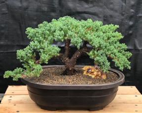 Juniper Bonsai Tree - Trained <br><i>(juniper procumbens nana)</i>