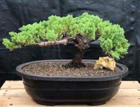 Juniper Bonsai Tree - Trained <br><i>(juniper procumbens nana)</i>