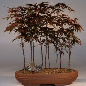 Japanese Red Maple Bonsai Tree<br>(acer palmatum 'atropurpurea')