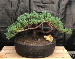 Juniper Bonsai Tree - Trained <br><i>(juniper procumbens nana)</i>