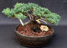 Juniper Bonsai Tree - Trained in Jin Style<br><i>(juniper procumbens nana)</i>