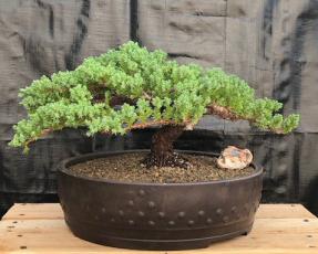 Juniper Bonsai Tree - Trained <br><i>(juniper procumbens nana)</i>