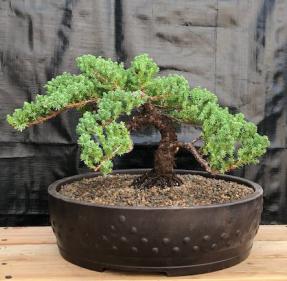 Juniper Bonsai Tree - Trained <br><i>(juniper procumbens nana)</i>