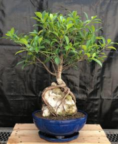 Ficus Retusa Bonsai Tree<br>Root over Rock Style <br><i>(ficus retusa)</i>