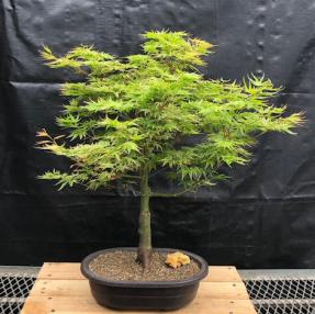 Dwarf Japanese Maple Bonsai Tree<br><i>(acer palmatum 'Ikandi')